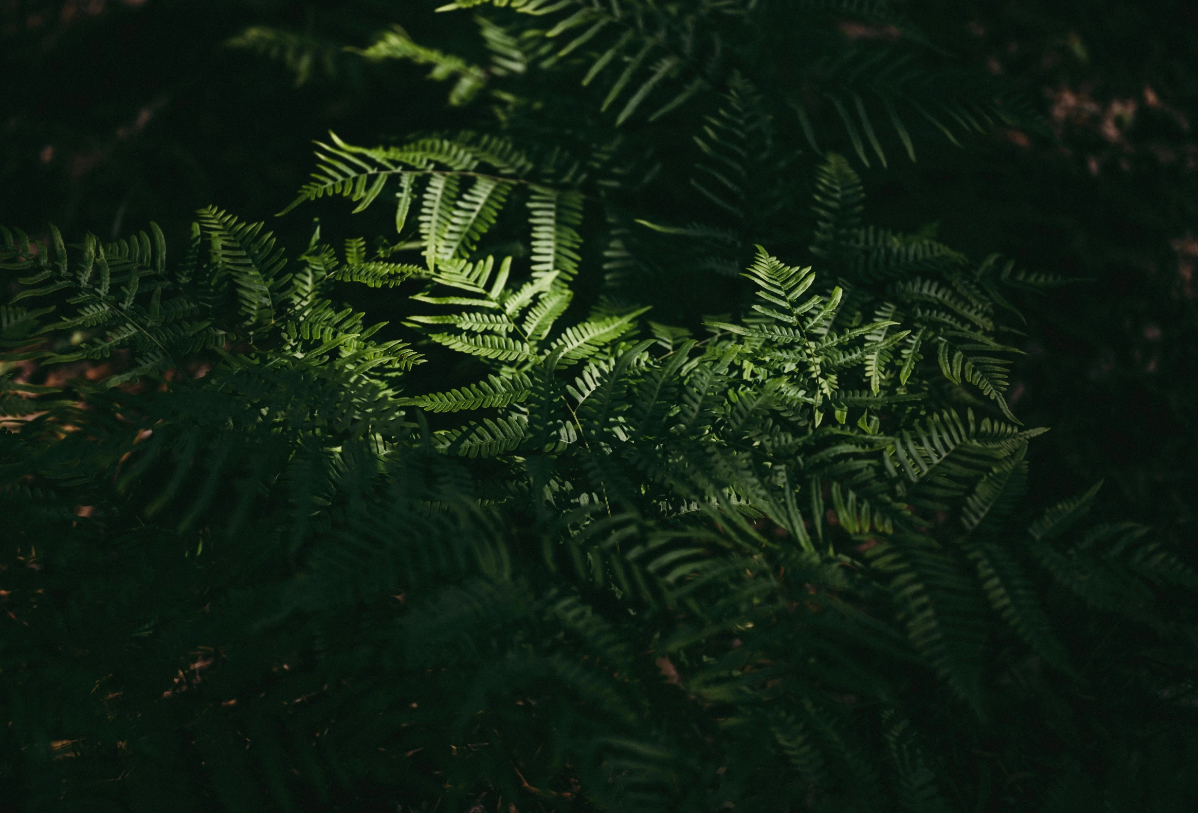 a leafy tree in the dark, with some green leaves