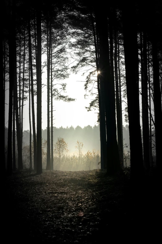 sun peeking through trees with fog in the air