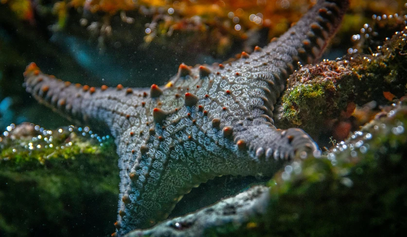 a close up of a starfish on a rock, by Adam Marczyński, pexels contest winner, hurufiyya, underwater sea monster, wearing spiky, tiny stars, aquarium