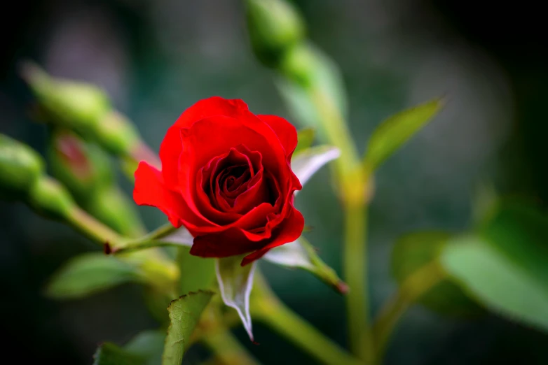 a close up of a red rose on a stem, unsplash, paul barson, various posed, fragrant plants, no cropping