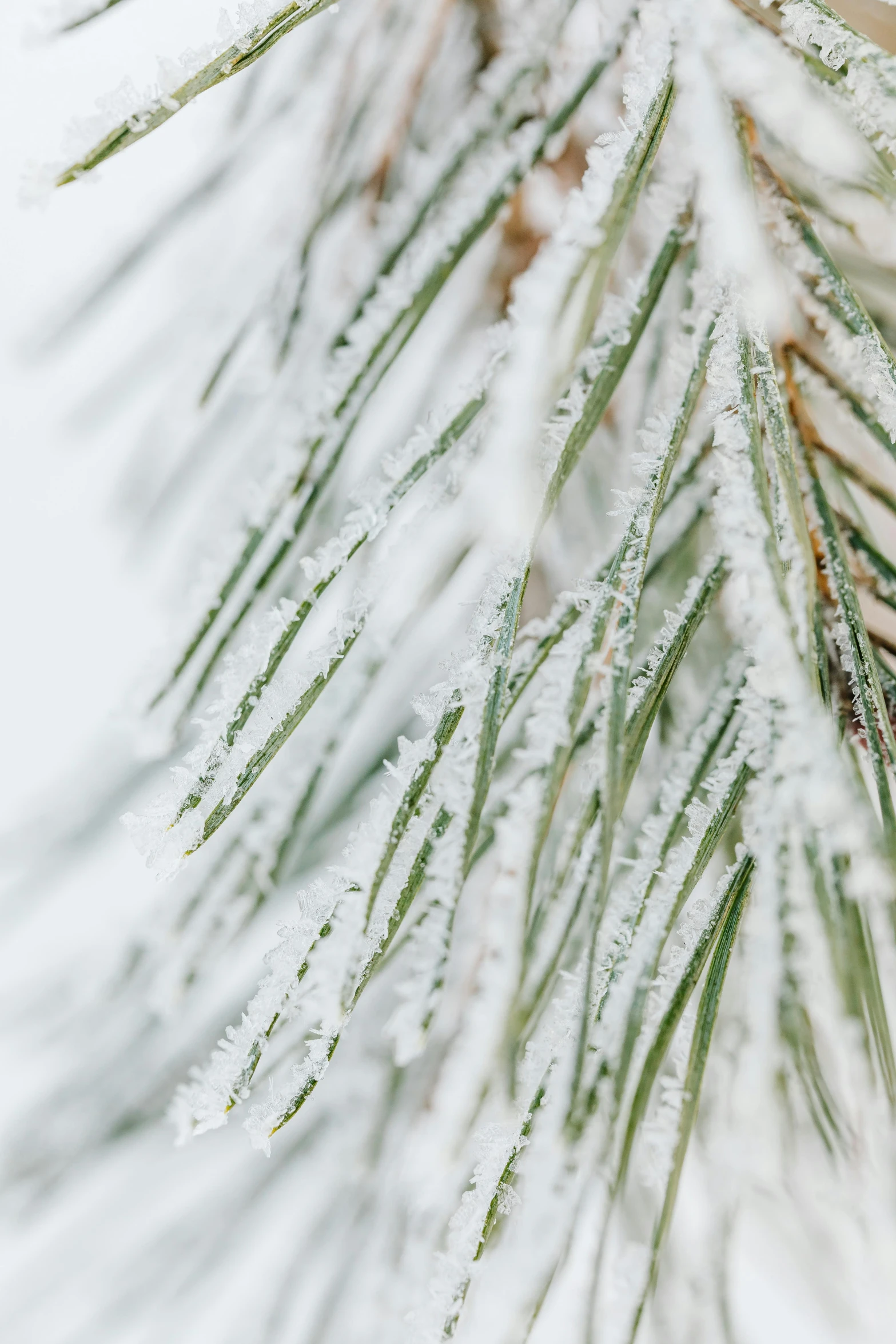 a close up of a pine branch covered in snow, crisp smooth lines, fine detailing, a green, f / 2 0