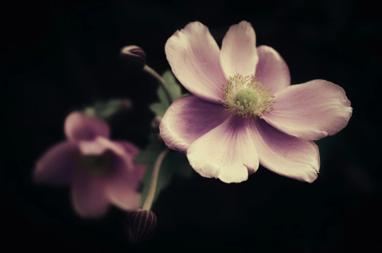 two pink flowers in a dark black background