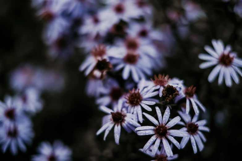 a close up of a bunch of purple flowers, a macro photograph, inspired by Elsa Bleda, trending on unsplash, plain walls |somber white eyes, autumn season, ari aster, withered