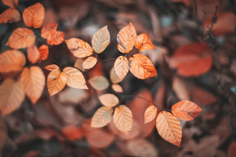 a bunch of leaves that are on the ground, by Emma Andijewska, trending on pexels, visual art, soft red tone colors, “ iron bark, brown, today\'s featured photograph 4k