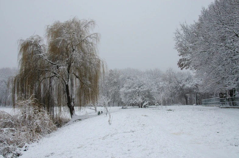 a snowy landscape with a willow tree in the foreground, by Lucia Peka, pexels contest winner, land art, in a park, gray sky, lot of trees, ground - level medium shot