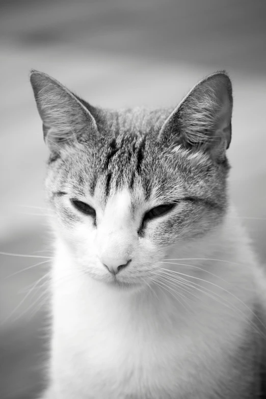 a black and white photo of a cat, a black and white photo, by Ai-Mitsu, square nose, monochrome:-2, white and grey, lowres