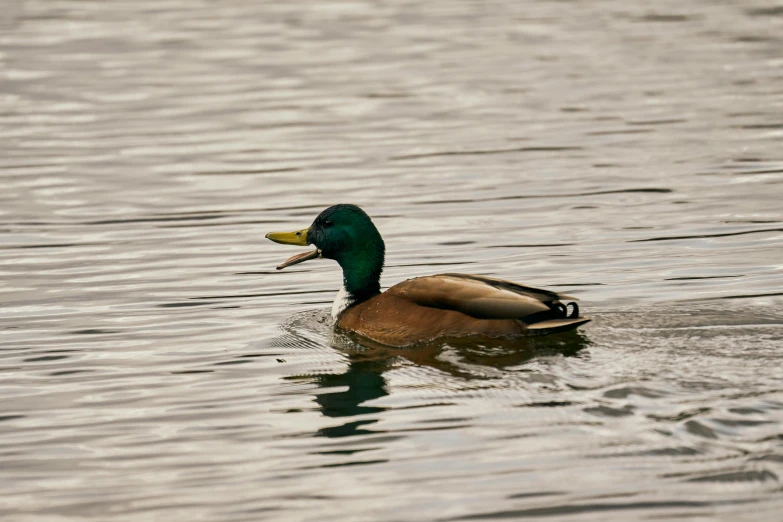 a duck floating on top of a body of water, by Jan Tengnagel, pexels contest winner, hurufiyya, green head, 🦩🪐🐞👩🏻🦳, mid-shot of a hunky, taken in the late 2000s
