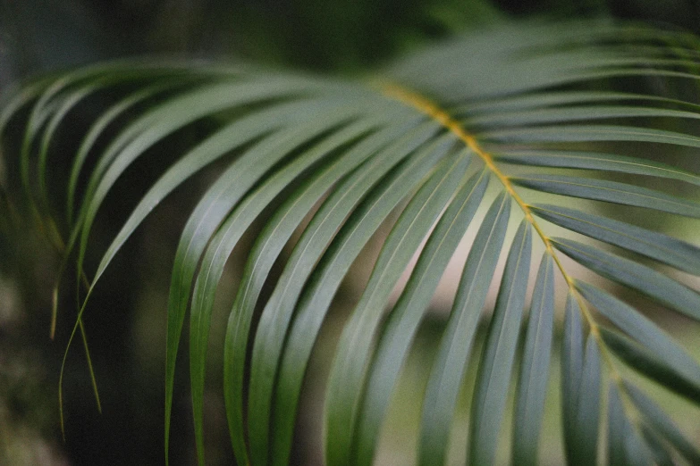 a close up of a leaf of a palm tree, inspired by Elsa Bleda, unsplash, hurufiyya, paul barson, amongst foliage, curved, medium format