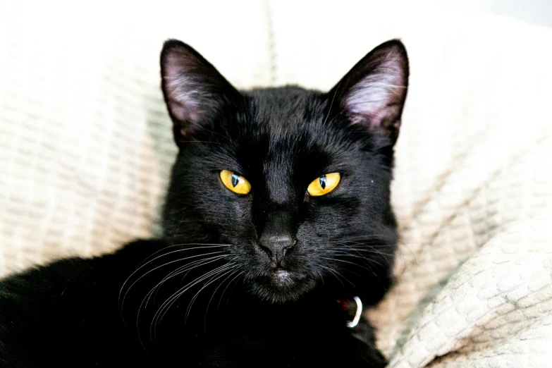 a black cat with yellow eyes laying on a couch, a portrait, by Julia Pishtar, unsplash, instagram post, full head shot, 2 years old, recognizable