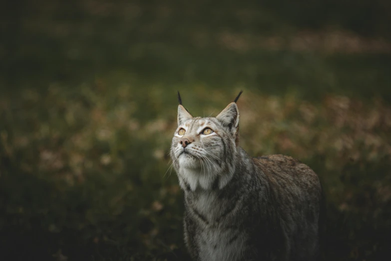 a cat that is standing in the grass, a picture, trending on pexels, lynx, dignified, wyoming, alessio albi