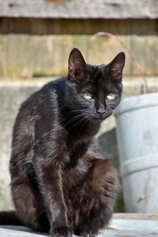 a black cat sitting on top of a wooden table, in the sun, moulting, pale pointed ears, young male
