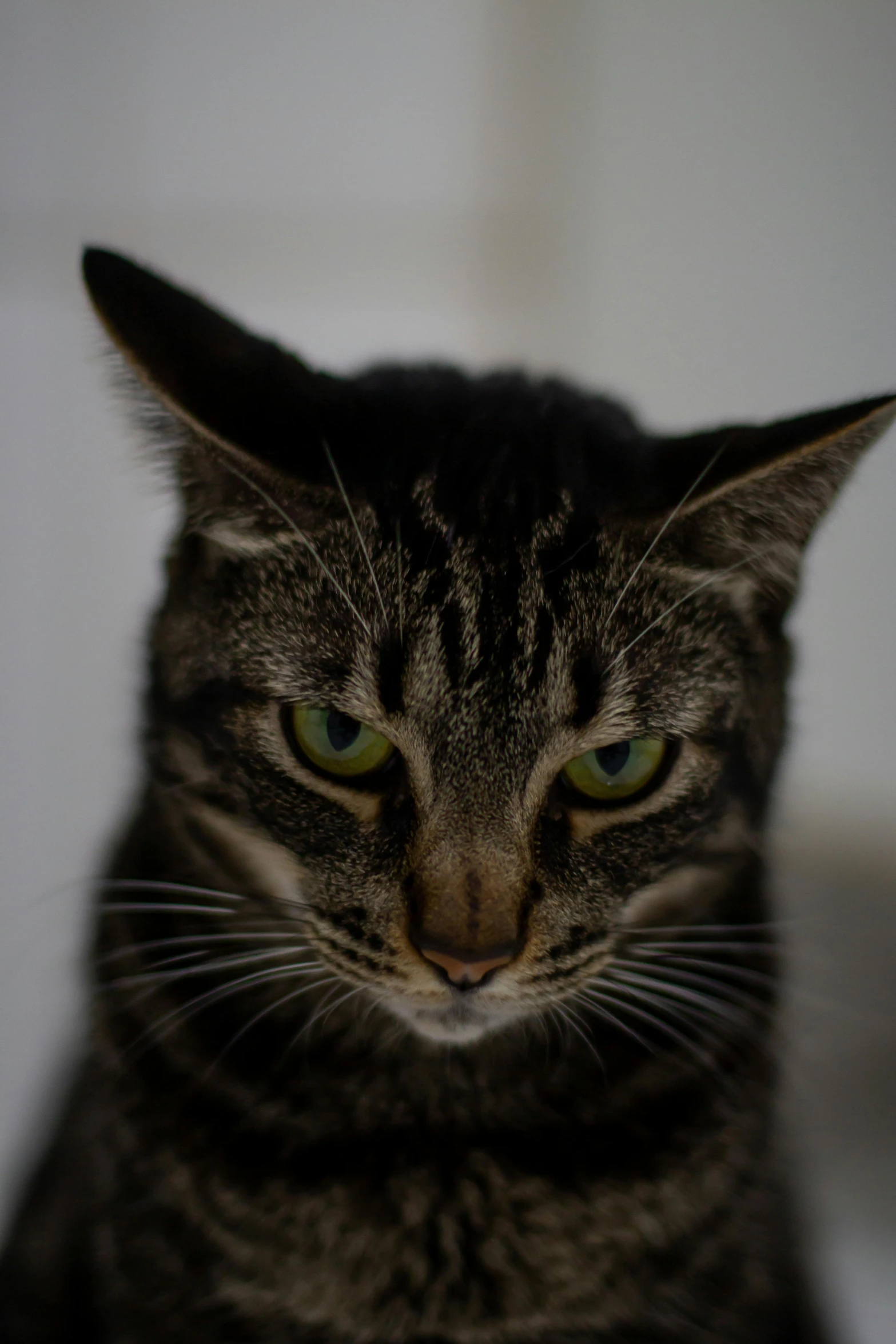 a close up of a cat with green eyes, unsplash, pissed off, evil posed, museum quality photo, scowling