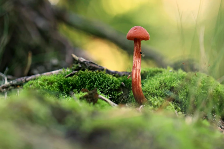 a red mushroom sitting on top of a lush green forest, a macro photograph, inspired by Pamphilus, unsplash, bushy tail, red hat, slime mold, miniature animal