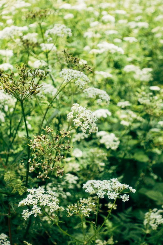 a field filled with lots of white flowers, herbs, slide show, victoria siemer, close up of iwakura lain