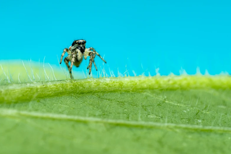 a spider sitting on top of a green leaf, slide show, miyamoto abduzeedo, mixed art, spider legs large