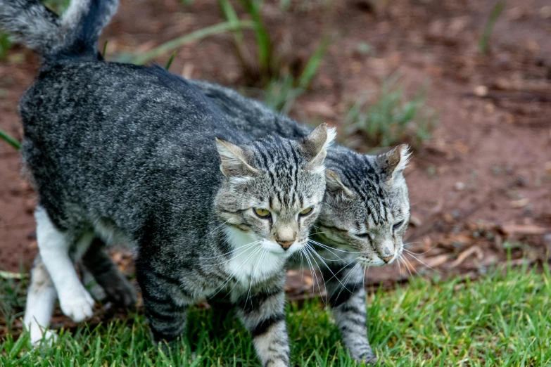 a couple of cats walking across a lush green field, a portrait, unsplash, taken in zoo, scowling, grey, museum quality photo