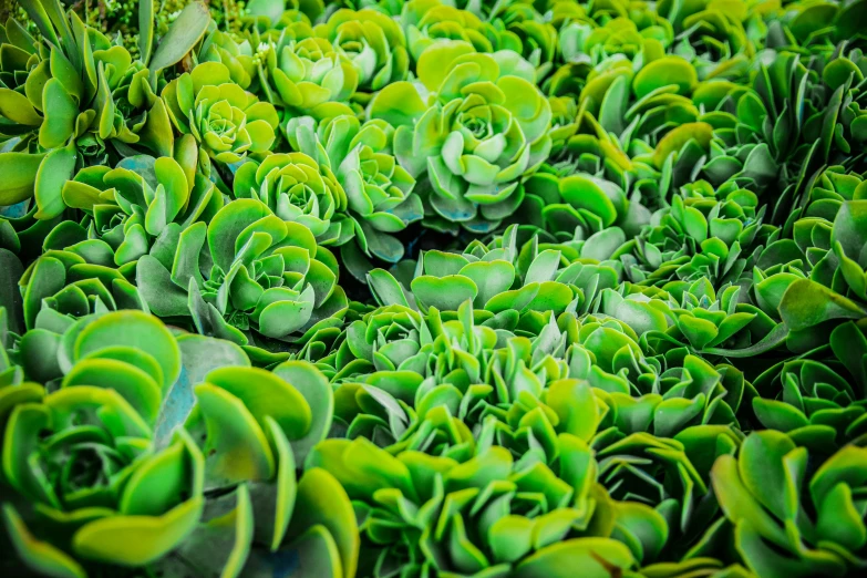 a close up of a bunch of green plants, by Jessie Algie, pexels, precisionism, lettuce, alien flowers, tesselation, commercially ready