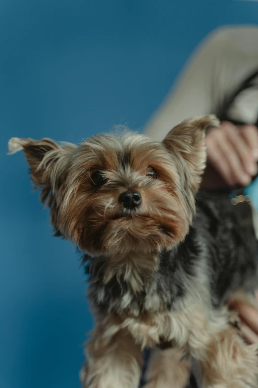 a close up of a person holding a small dog, cinematic shot ar 9:16 -n 6 -g, blue, high quality upload, malt