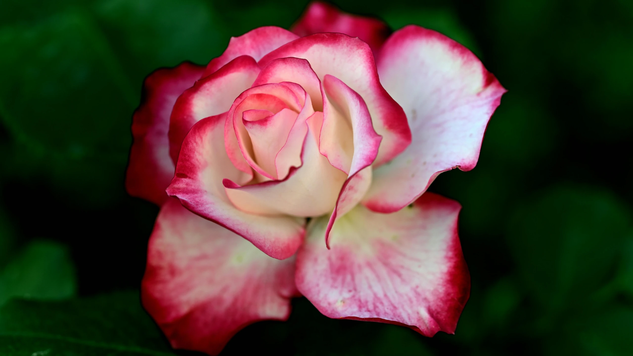 pink and red rose sitting on a leafy green nch