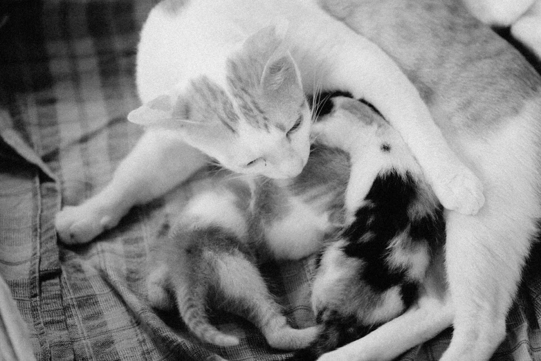 a black and white photo of a cat and a baby cat, by Maki Haku, ffffound, photographed on expired film, pregnant, animals mating