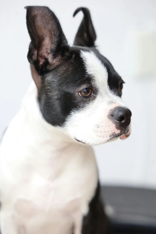a black and white dog sitting on top of a table, up-close, profile image, pale pointed ears, whitebangsblackhair