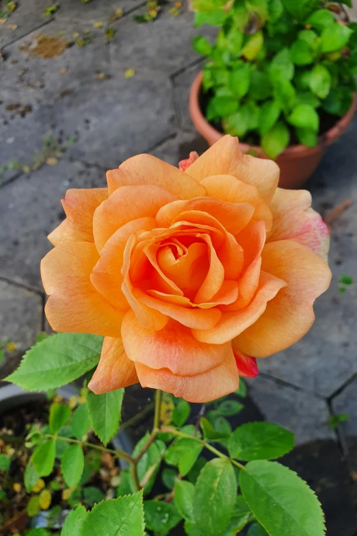 there are several pots on this patio that have two orange roses in them