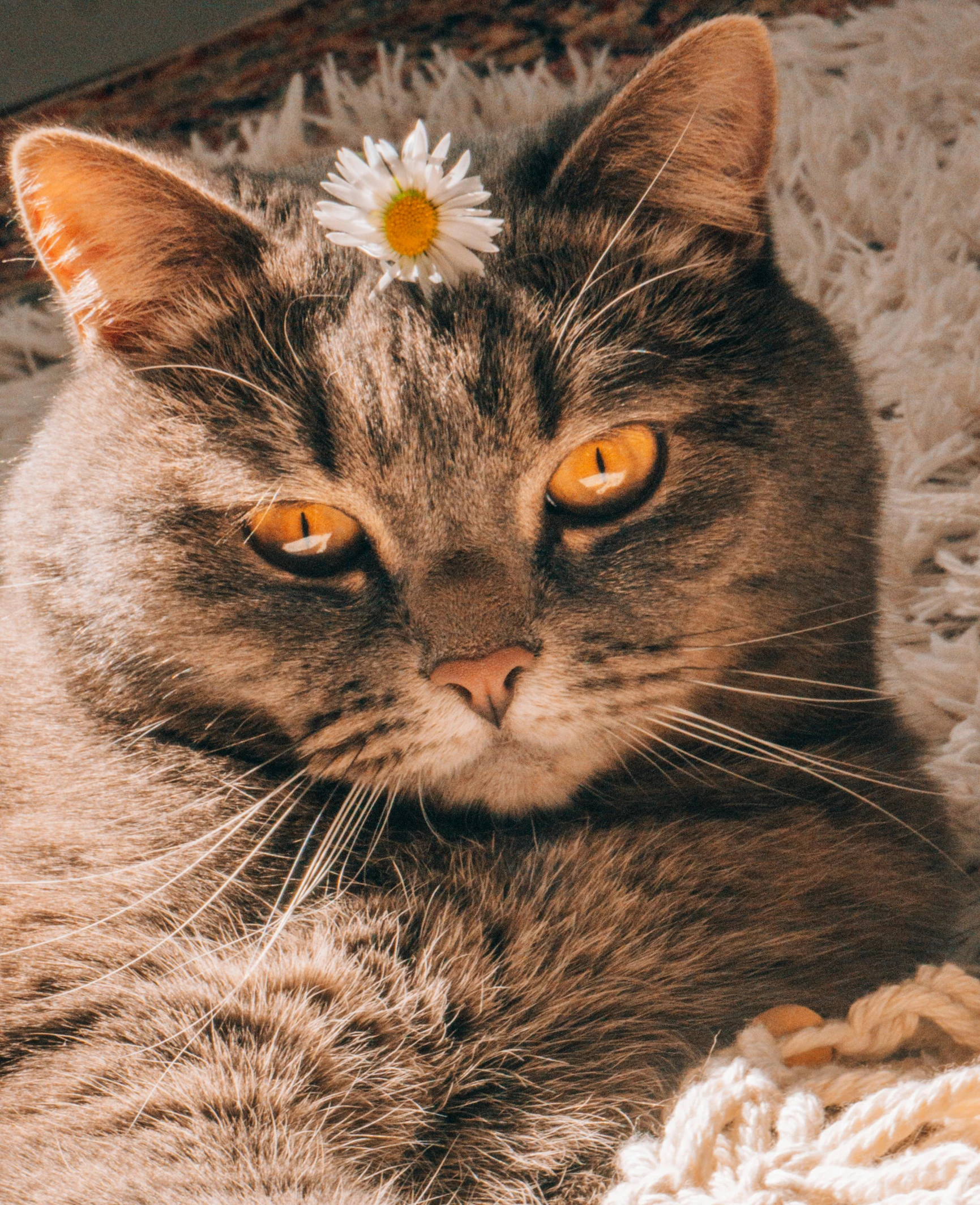 a close up of a cat with a flower on its head, an album cover, trending on pexels, sitting on a bed, glowing grey eyes, profile image, the non-binary deity of spring