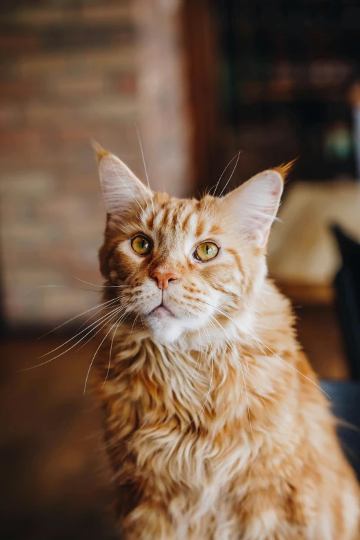 an orange cat sitting on top of a wooden table, trending on pexels, portrait of rugged zeus, fluffy ears and a long, portrait featured on unsplash, reds)