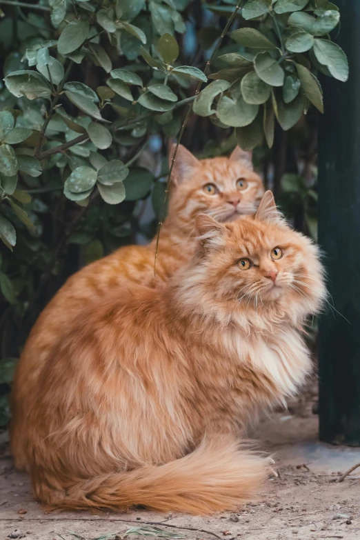 an orange cat sitting on the ground next to a bush, a picture, trending on unsplash, renaissance, adult pair of twins, anthropomorphic large maine coon, stacked, two male