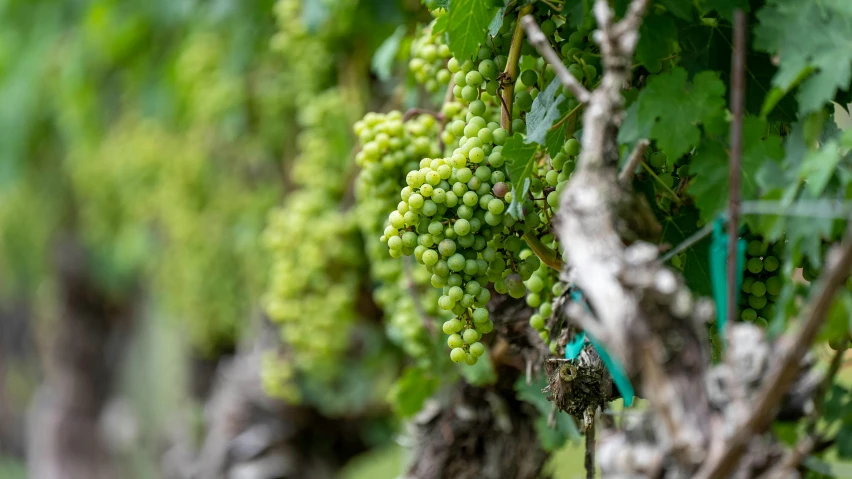 the vine with many green fruits are hanging from a tree