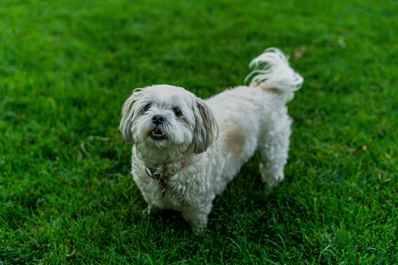 a white gy dog standing on top of green grass