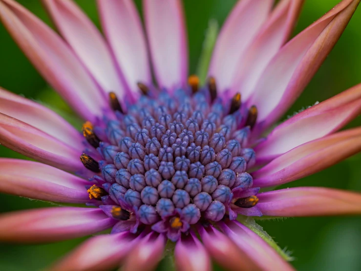 a close up of a flower with purple petals, a macro photograph, unsplash, multicoloured, exotic flora, round-cropped, botanic garden