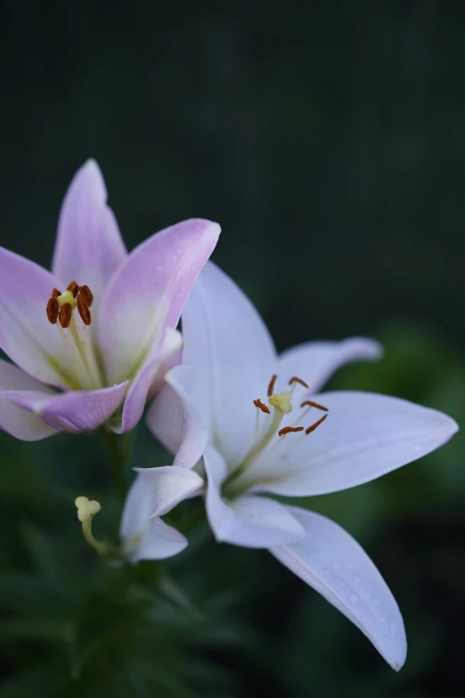 a couple of pink flowers sitting on top of a green plant, a macro photograph, by Phyllis Ginger, unsplash, white lilies, at twilight, full frame image, today\'s featured photograph 4k