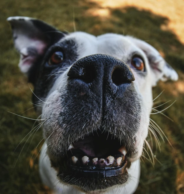 a black and white dog looking up at the camera, pexels contest winner, large front teeth, video footage, 15081959 21121991 01012000 4k, square nose