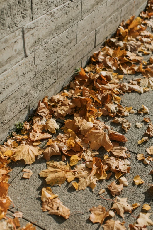 a fire hydrant sitting on top of a sidewalk next to a wall, an album cover, inspired by Andy Goldsworthy, trending on unsplash, golden leaves, ignant, corps scattered on the ground, texture detail