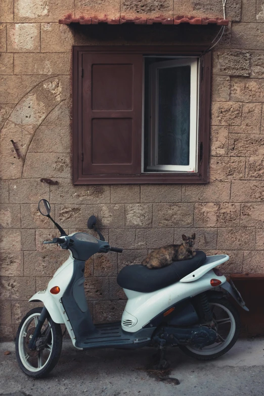 a motor scooter parked in front of a building, a picture, renaissance, two headed cat, damascus, cute photo, brown