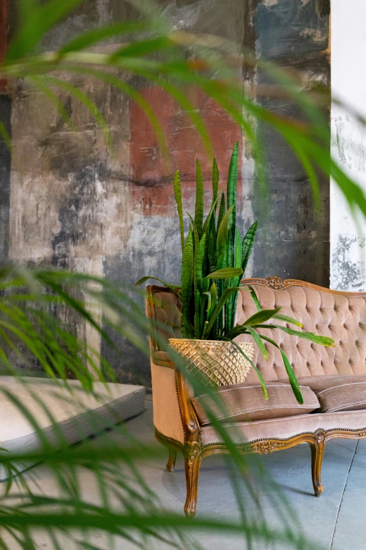 a living room with a couch and a potted plant, inspired by Marià Fortuny, trending on pexels, romanticism, ferns and mold on concrete, gentleman's club lounge, bromeliads, old couch