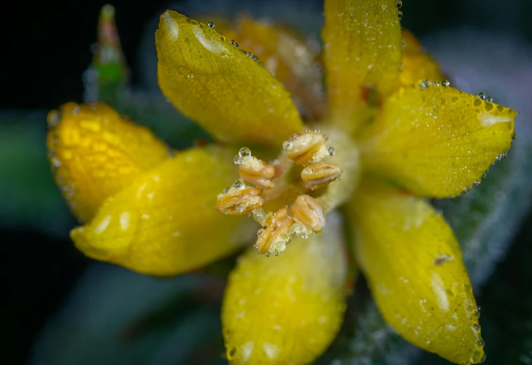 a close up of a yellow flower with water droplets, a macro photograph, by Sven Erixson, unsplash, manuka, shot on sony a 7, flowering buds, moist foggy