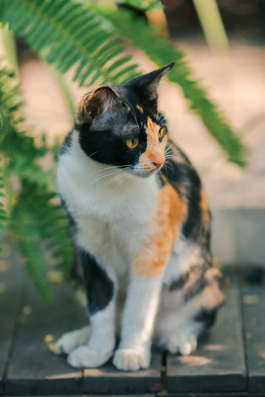 a calico cat sitting on top of a wooden platform, by Julia Pishtar, unsplash, sitting on a leaf, on a marble pedestal, evening time, sitting in the garden