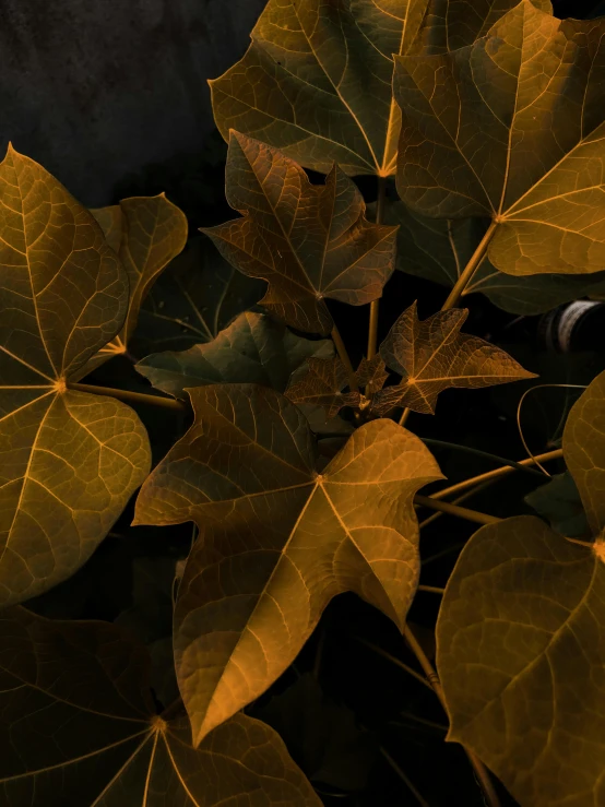 a toothbrush sitting on top of a leaf covered plant, an album cover, trending on polycount, hyperrealism, the yellow creeper, an ultra realistic 8k octa photo, ignant, glowing leaves