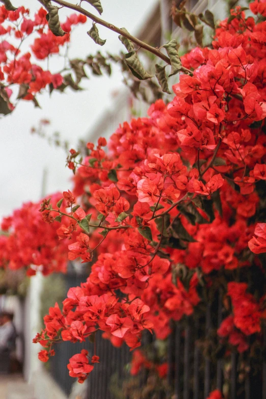 a bunch of red flowers growing on a fence, a colorized photo, trending on unsplash, bougainvillea, china town, background image, seville