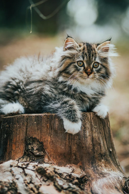 a cat sitting on top of a tree stump, a portrait, trending on unsplash, fluffy hair, high quality photo, sturdy, high detailed)