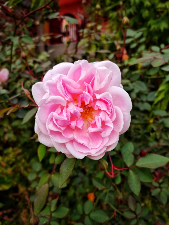 the large pink flower has many buds on it