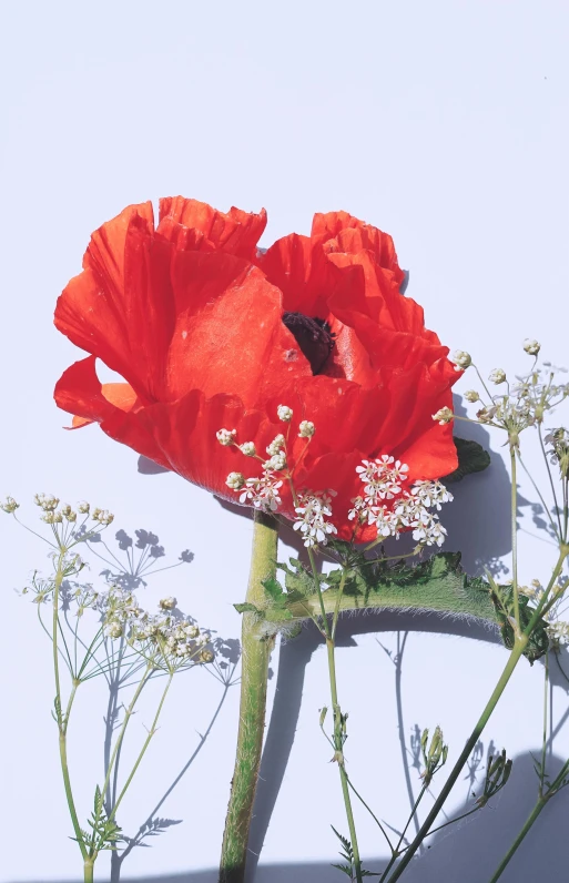 a red flower sitting on top of a white table, by David Simpson, poppy, with a white background, in the sun, tall