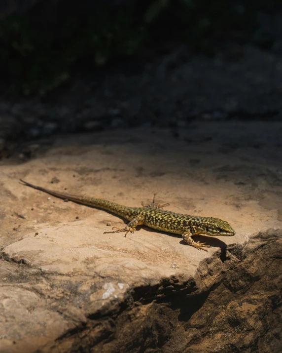 a lizard that is sitting on a rock, an album cover, by Gwen Barnard, pexels contest winner, hurufiyya, back light, rocky ground, high quality photo, a high angle shot