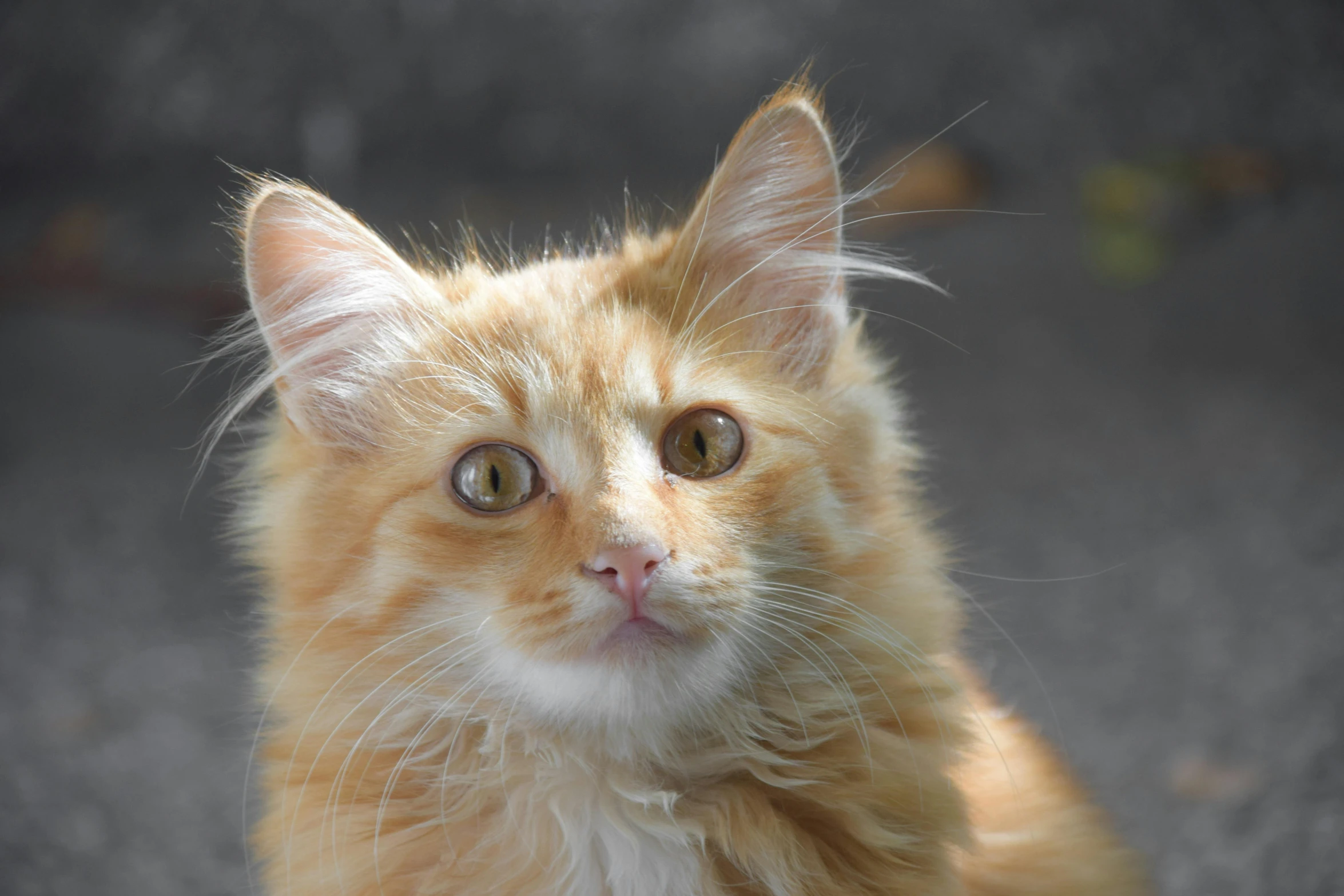 a cat sitting on the ground looking at the camera, fluffy orange skin, up close, aged 2 5, greatly detailed