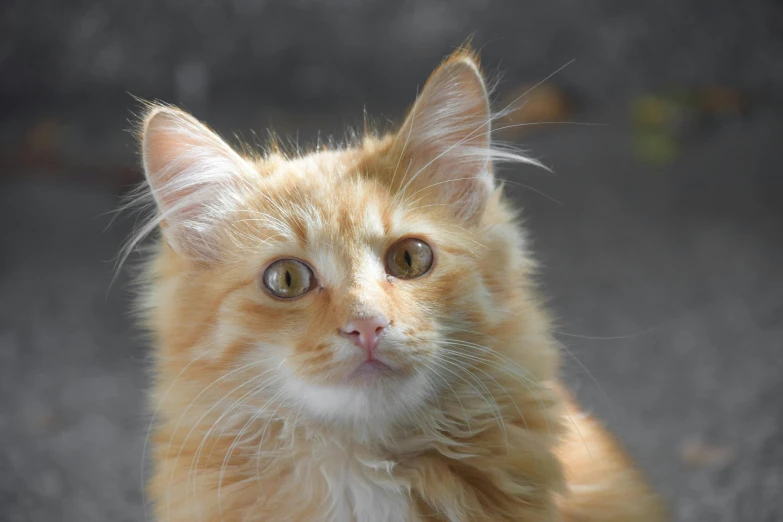 a cat sitting on the ground looking at the camera, fluffy orange skin, up close, aged 2 5, greatly detailed