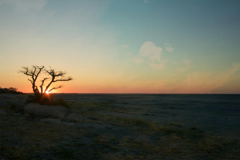 a lone tree sitting on top of a dry grass covered field, a matte painting, unsplash contest winner, land art, which shows a beach at sunset, on the african plains, neil blomkamp film landscape, panoramic shot