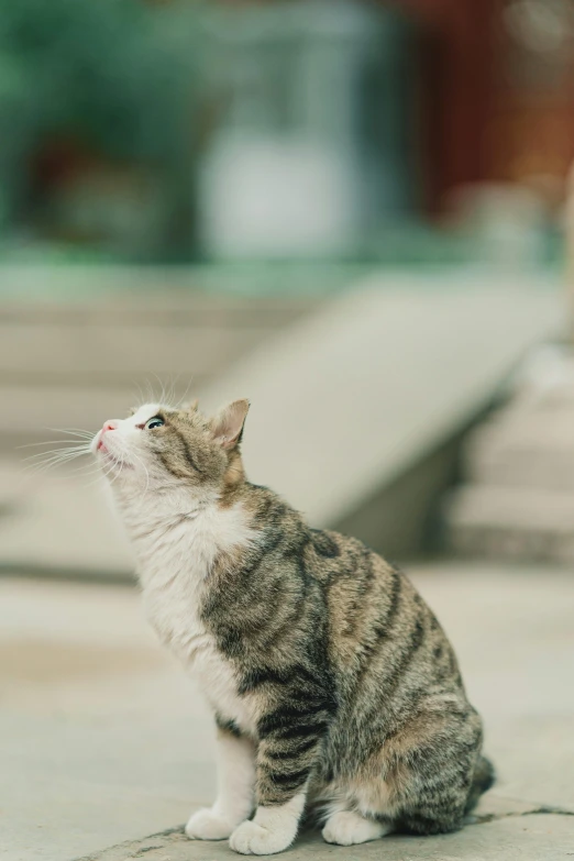 a cat sitting on the ground looking up, a picture, unsplash, minimalism, right side profile, multiple stories, standing on rooftop, small nose