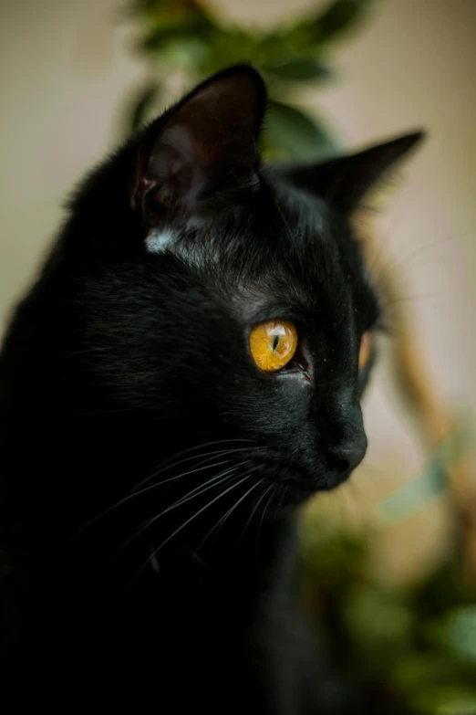 a close up of a black cat with yellow eyes, by Jan Tengnagel, pexels contest winner, looking from side, soft and detailed, avatar image, large)}]